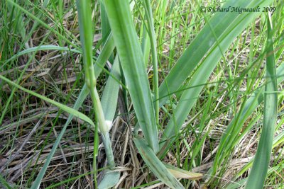 Agropyron à chaumes rudes - Dog chouch-grass - Agropyron trachycaulum 3m9