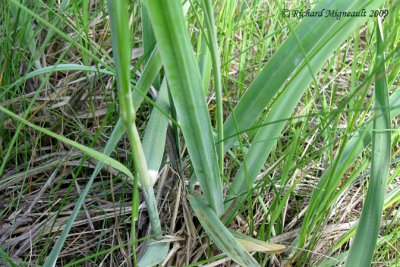 Agropyron  chaumes rudes - Dog chouch-grass - Agropyron trachycaulum 3m9