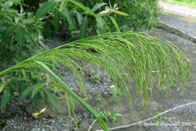 Roseau commun - Common reed - Phragmites communis m9