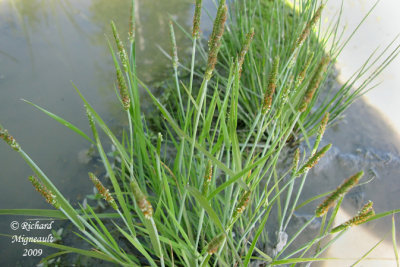 Vulpin à courtes arêtes - Short-awned foxtail - Alopecurus aequalis 1m9