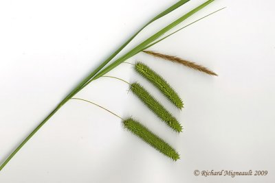 Carex  toupet - Bearded sedge - Carex comosa m9