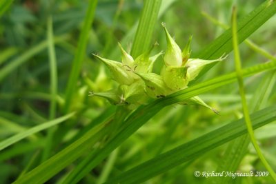 Carex de grayi - Grays sedge - Carex grayii 2m9