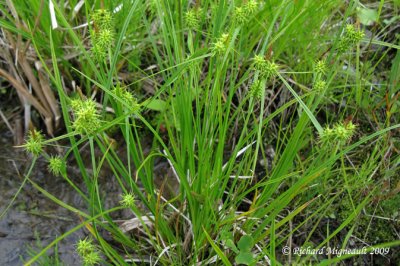 Carex jaune - yellow-green sedge - Carex flava 1m9
