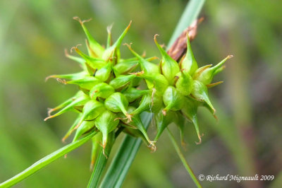 Carex jaune - yellow-green sedge - Carex flava 3m9