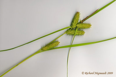 Carex rflchi - Retrorse sedge - Carex retrorsa  m9