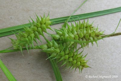 Carex species 1 1m9