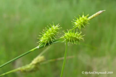 Carex species 1 2m9