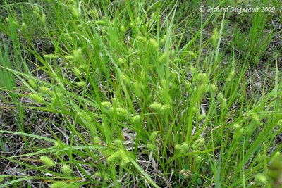 Carex species 2 1m9