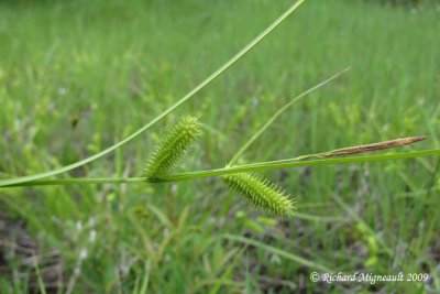 Carex species 2 2m9