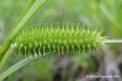 Carex species 2 3m9