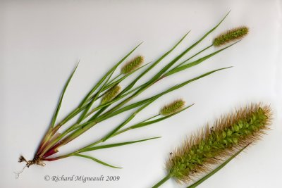 Carex species 3m9