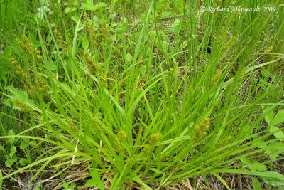 Carex stipit - Stalk-grain sedge - Carex stipata 1m9