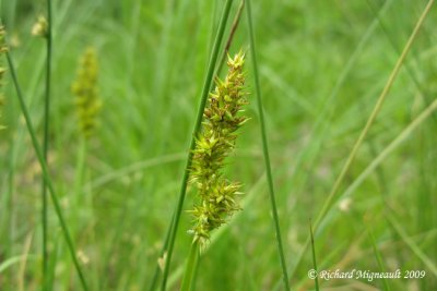 Carex stipit - Stalk-grain sedge - Carex stipata 2m9