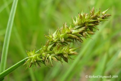 Carex stipit - Stalk-grain sedge - Carex stipata 3m9