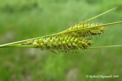 Carex vsiculeux - Lesser bladder sedge - Carex vesicaria 1m9