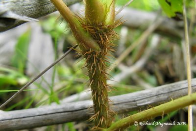 Aralie hispide - Bristly sarsaparilla - Aralia hispida 6m9
