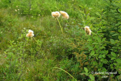 Linaigrette de Virginie - Tawny cotton-grass - Eriophorum virginicum 1m9