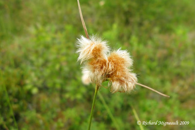Linaigrette de Virginie - Tawny cotton-grass - Eriophorum virginicum 2m9