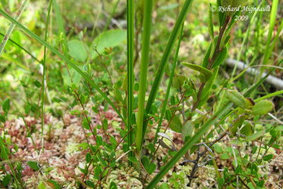 Linaigrette de Virginie - Tawny cotton-grass - Eriophorum virginicum 3m9