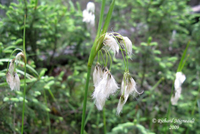 Linaigrette verte - Tassel cotton-grass - Eriophorum viridicarinatum 1m9