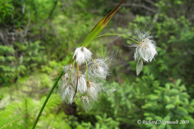 Linaigrette verte - Tassel cotton-grass - Eriophorum viridicarinatum 2m9