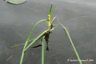 Rubanier  feuilles troites - Narrowleaf burreed - Sparganium angustifilium 1m9