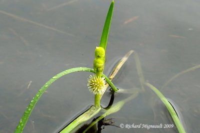 Rubanier  feuilles troites - Narrowleaf burreed - Sparganium angustifilium 2m9