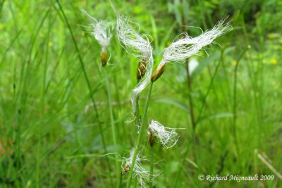 Scirpe Hudsonien - Hudsonian Club-rush - Trichophorum alpinum 2m9