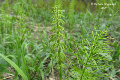 Prle des bois - Wood horsetail - Equisetum sylvaticum 1m9