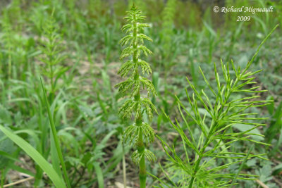 Prêle des bois - Wood horsetail - Equisetum sylvaticum 1m9