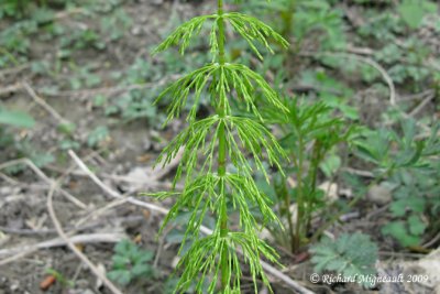 Prle des bois - Wood horsetail - Equisetum sylvaticum 2m9