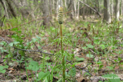 Prle des bois - Wood horsetail - Equisetum sylvaticum 3m9