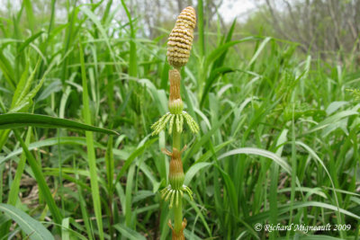 Prle des bois - Wood horsetail - Equisetum sylvaticum 4m9