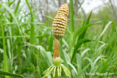 Prêle des bois - Wood horsetail - Equisetum sylvaticum 5m9