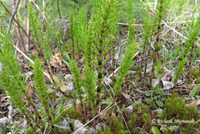 Prle des champs - Field horsetail - Equisetum arvense 1m9