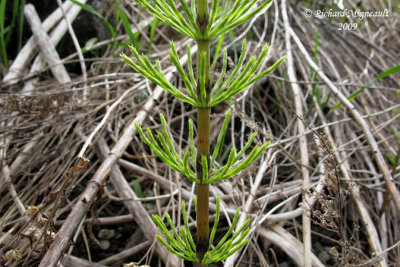 Prle des champs - Field horsetail - Equisetum arvense 2m9
