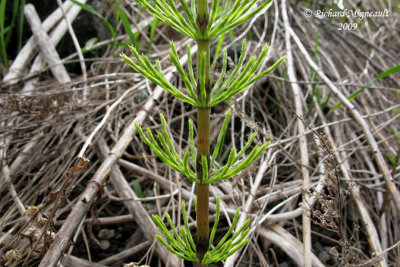 Prêle des champs - Field horsetail - Equisetum arvense 2m9