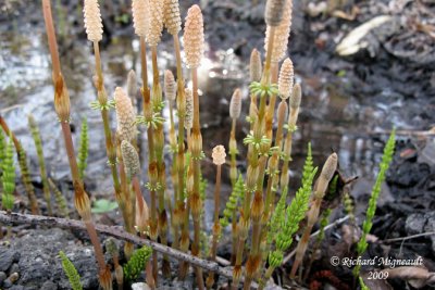 Prle des prs - Meadow horsetail - Equisetum pratense 1m9