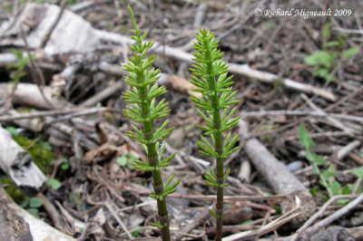 Prle des prs - Meadow horsetail - Equisetum pratense 2m9