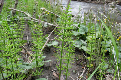 Prle des prs - Meadow horsetail - Equisetum pratense 3m9