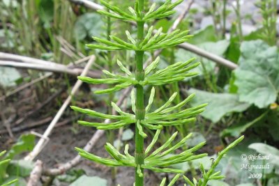 Prêle des prés - Meadow horsetail - Equisetum pratense 4m9