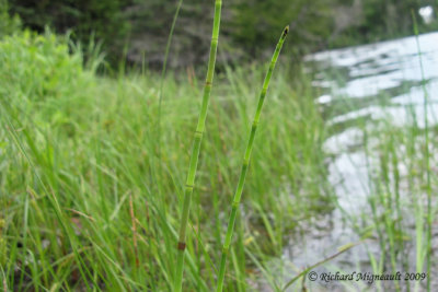Prle fluviale - River horsetail - Equisetum fluviatile 1m9