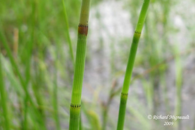Prle fluviale - River horsetail - Equisetum fluviatile 2m9