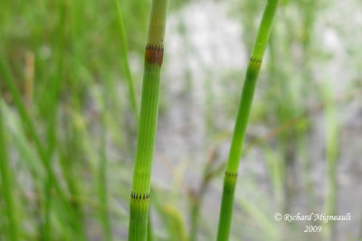 Prêle fluviale - River horsetail - Equisetum fluviatile 2m9