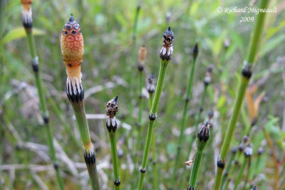 Prêle panachée - Variegated scouring rush - Equisetum variegatum 3m9