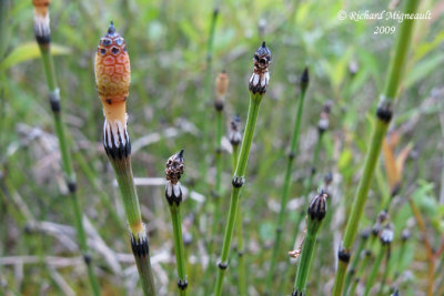 Prle panache - Variegated scouring rush - Equisetum variegatum 3m9