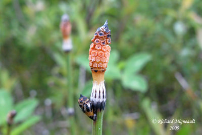 Prêle panachée - Variegated scouring rush - Equisetum variegatum 4m9