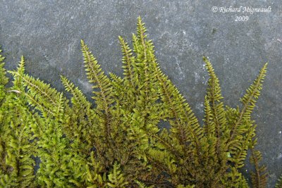 Hypne de Scheber - Pleurozium schreberi 1m9