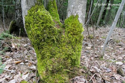 Hypne de Scheber - Pleurozium schreberi on tree m9