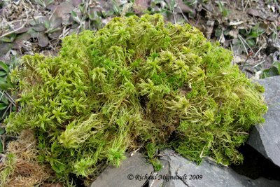 Mousse de sphaigne - Peat Moss - Sphagnum  1m9